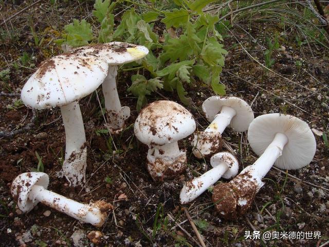 世界上十种最毒的蘑菇（全世界最毒的十种蘑菇）(8)