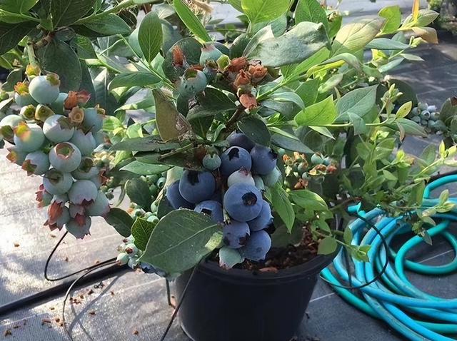 北方种植什么蓝莓口感最好（蓝莓好吃却太贵）(2)