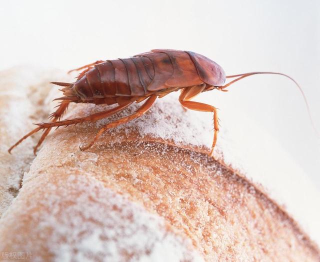 怎样才能将家里的蟑螂消灭干净（家里的蟑螂为什么总是消灭不干净）(3)