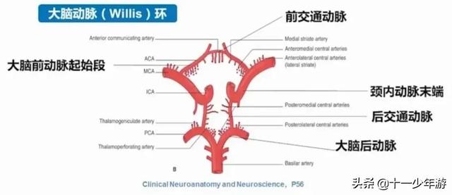 脑血管解剖结构图（概述和血管解剖）(28)