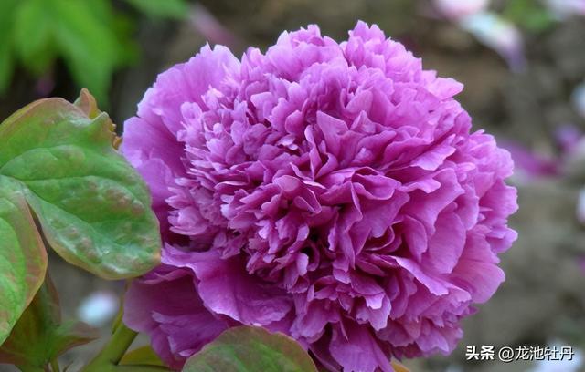 墨润绝伦牡丹花有几种颜色（龙池牡丹牡丹九大色系鉴赏指南-紫色系牡丹）(6)