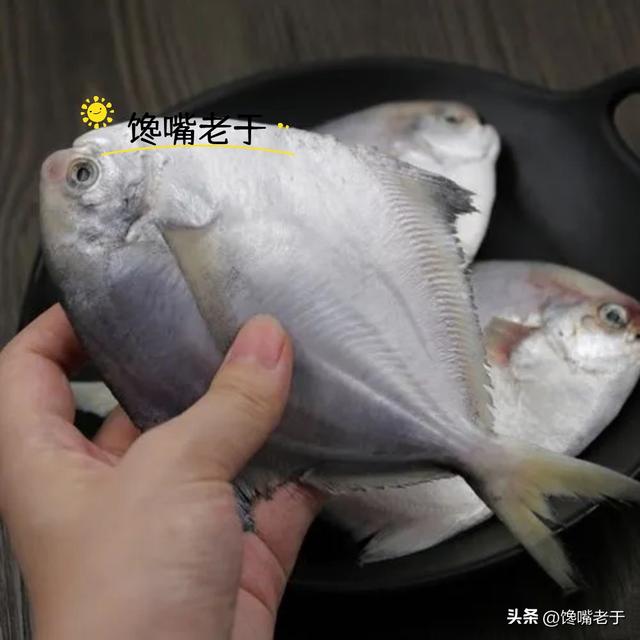 海产哪种鱼最好养（这5种鱼都是野生海鱼）(11)