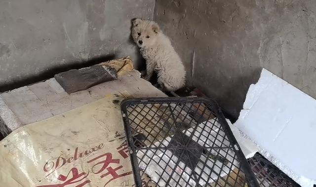 流浪狗被扔在垃圾堆里（在垃圾房里疯狂抗拒人们靠近的小狗）(2)