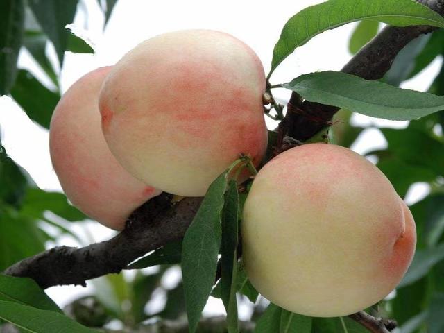 国内桃子哪里的好吃（全国哪的桃子好吃）(2)