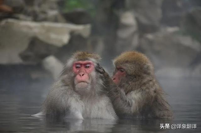 monkey的中文怎么读（猴子monkey的文化含义及翻译）