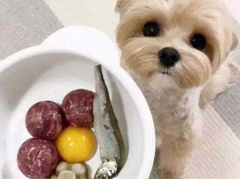 狗狗每天吃蛋黄有什么好处（狗狗吃鸡蛋有这些）(3)