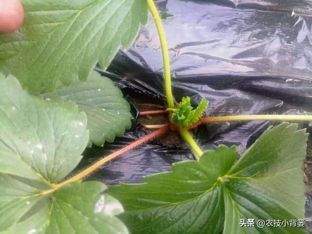 怎样让草莓花芽连续生长（草莓花芽分化有规律）(8)