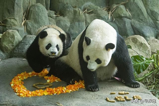 国外的大熊猫吃水果（大熊猫叻叻将满周岁）(2)
