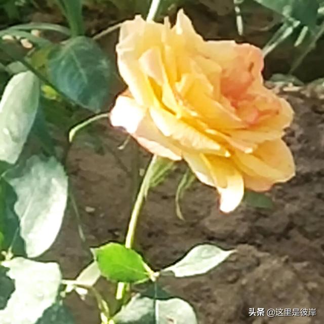 沈阳一朵红花（玫瑰沈阳市花让我去哪里找你）(2)