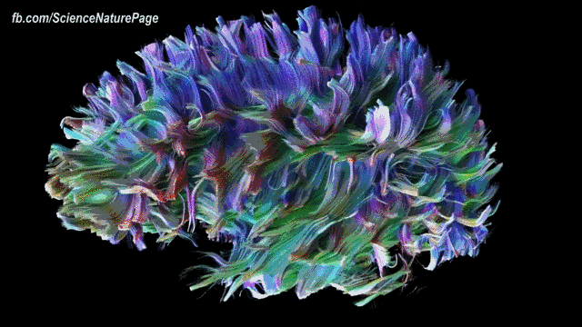 人的大脑是如何储存记忆的（大脑如何存储记忆）