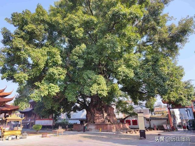 云南弥勒寺上的橡子树（在云南景谷有树包塔）(4)