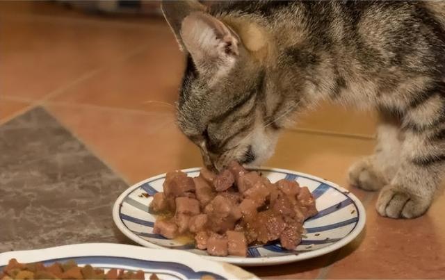 猫咪要吃什么才可以保证营养（猫咪必喂的食物有哪些）(8)