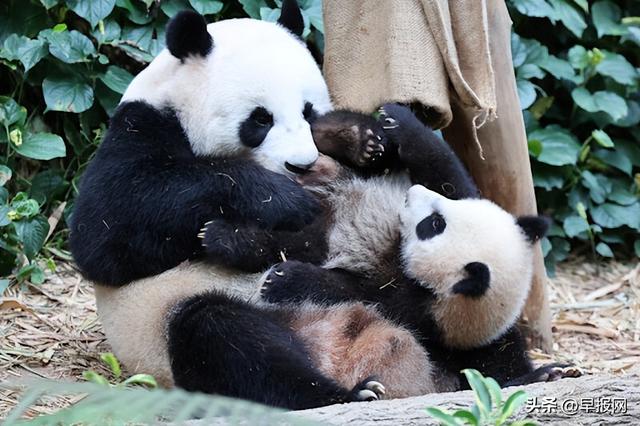 国外的大熊猫吃水果（大熊猫叻叻将满周岁）(3)