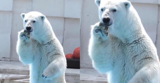 北极熊和大棕熊的对决,真是难得一见的奇观 北极熊VS棕熊VS灰熊(3)