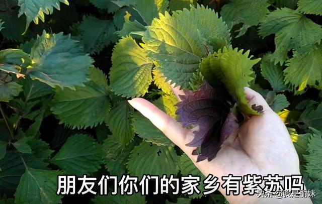 紫苏叶用什么煮水喝好（神仙叶紫苏叶煮水）(图3)
