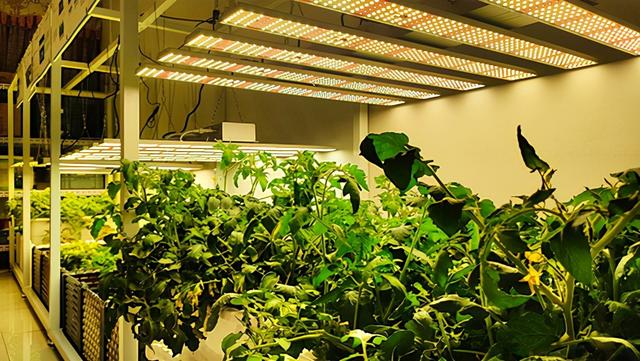 植物补光灯和普通led灯（室内植物补光方案）(1)