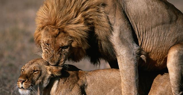狮群的守护是母狮还是雄狮守护（狮群中的母狮都是狮王的老婆吗）(9)