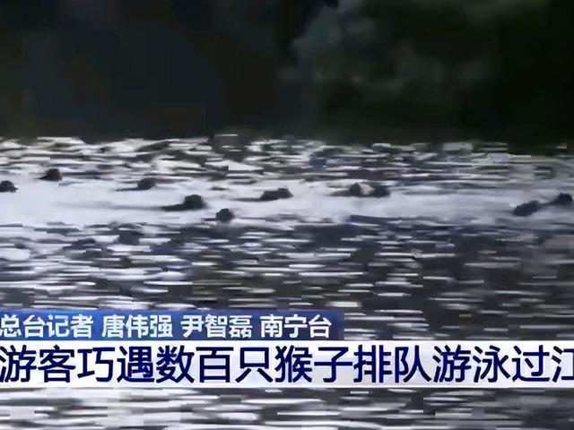 广西约三百只猴子排队游泳过江（广西约三百只猴子排队游泳过江）(2)