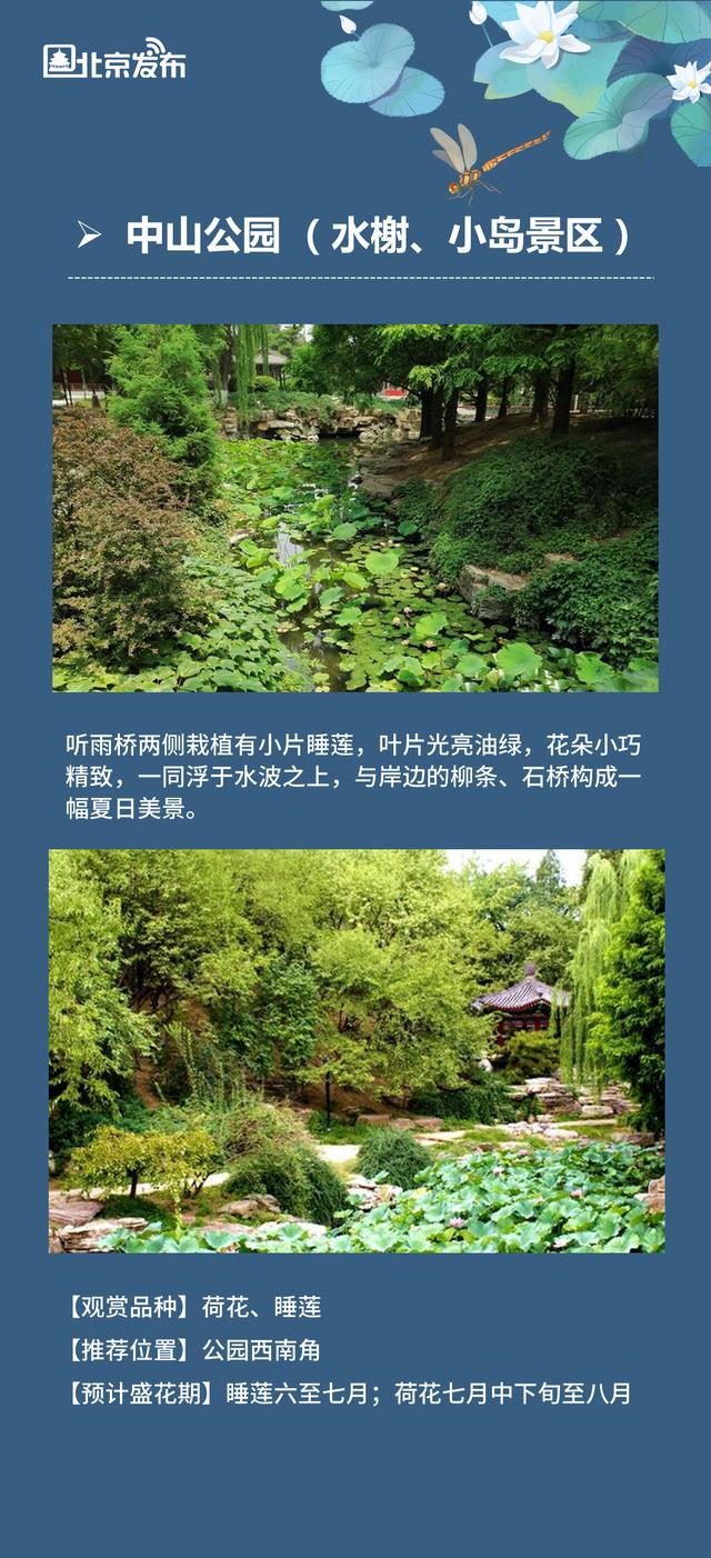 北京拍荷花的公园（北京市属公园及国家植物园荷花观赏指南来啦）(8)
