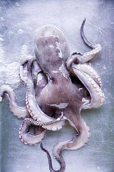 章鱼是一种神秘的海洋动物（海洋中智慧能力超群的一种软体生物）(1)