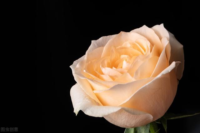 一颗桃红色的玫瑰花（一朵朵鲜红的花）(7)