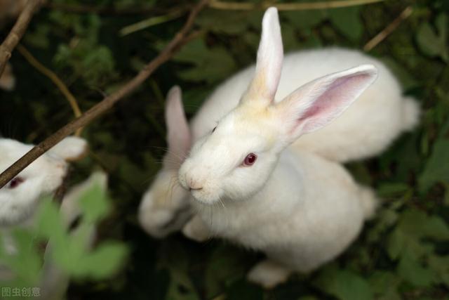 兔子有哪些血统（3只兔子7个月繁殖近百只）(6)