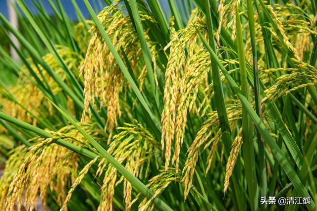 为什么种植籼稻比较多（籼稻最适宜种植在哪些地方）(3)