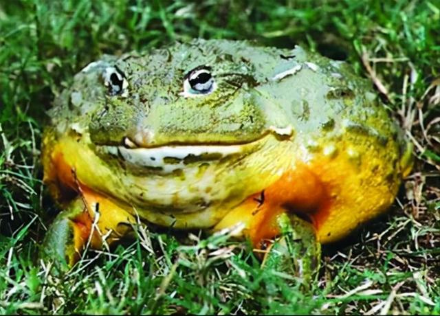 世界头号巨蛙（长达一米的巨型蛙）(1)