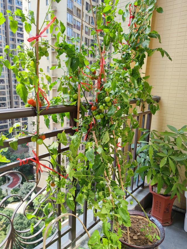 简易番茄无土栽培的种植方法（家庭种菜之小番茄的）(1)