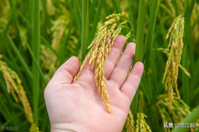 为什么种植籼稻比较多（籼稻最适宜种植在哪些地方）(4)