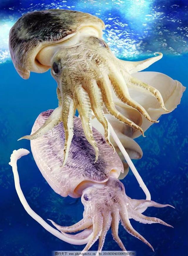 章鱼是一种神秘的海洋动物（海洋中智慧能力超群的一种软体生物）(4)