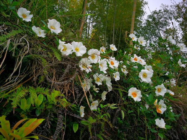 野山茶花是怎样的（若在山上发现这种大白花）(2)