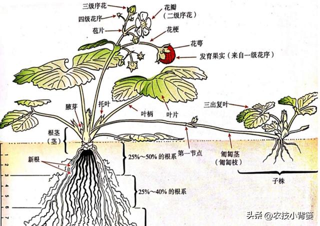 怎样让草莓花芽连续生长（草莓花芽分化有规律）(5)