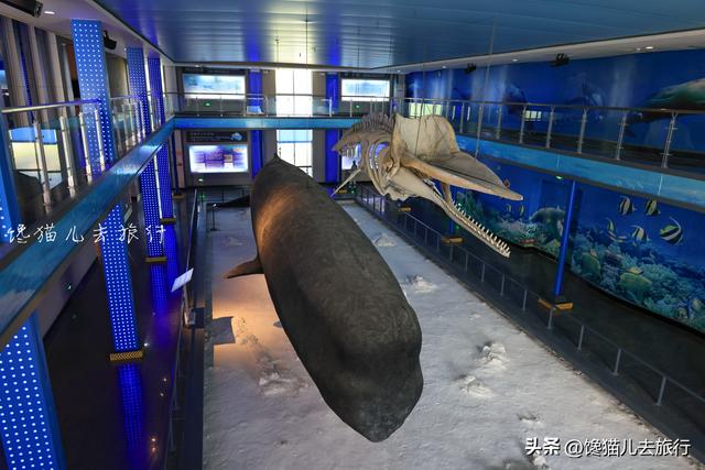 青岛发现的抹香鲸（威海这只世界馆藏最大的抹香鲸就在5a景区内）(11)