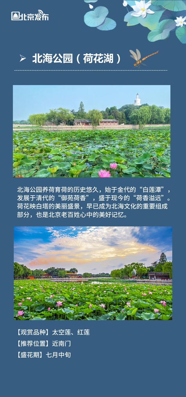 北京拍荷花的公园（北京市属公园及国家植物园荷花观赏指南来啦）