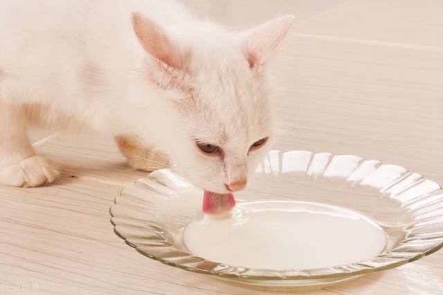猫咪还可以吃哪些食物（不瞒你说这几种食物）(2)