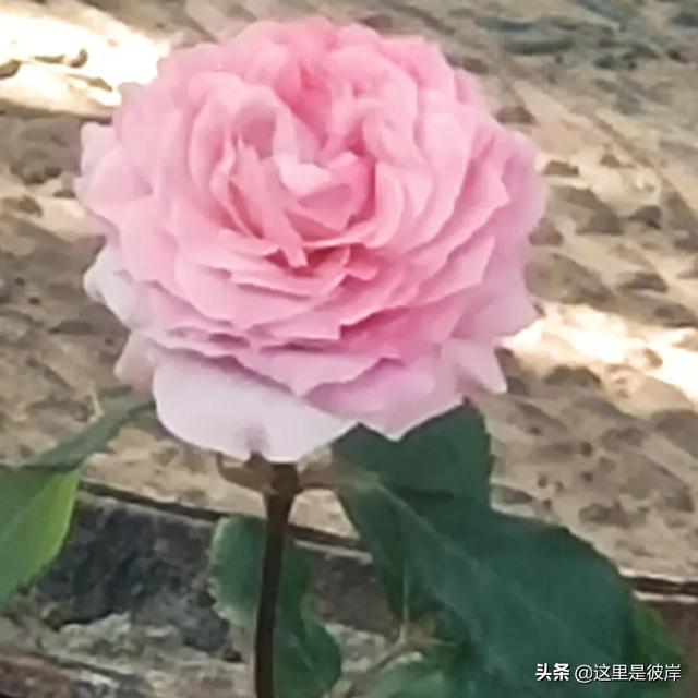 沈阳一朵红花（玫瑰沈阳市花让我去哪里找你）(6)