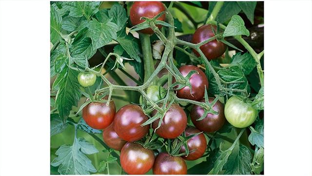 最耐活的番茄品种（国际收藏番茄种品种推介大汇总）(8)