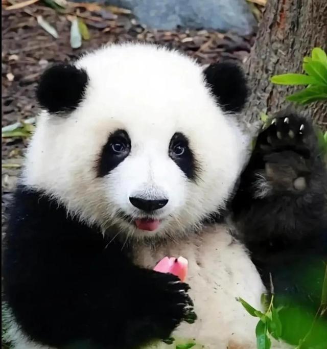 网红熊猫有哪些（熊猫界顶流网红大比拼）(2)
