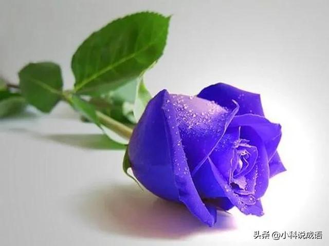形容爱人的玫瑰花语（献给最美的恋人）(4)