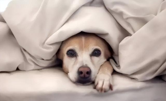 狗冬天睡觉需要盖被子么（狗晚上冷了会自己盖被子吗）(1)