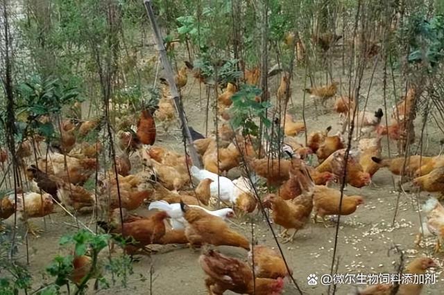 1万元能养多少只散养土鸡（一亩山地最高养多少只土鸡合适）(2)
