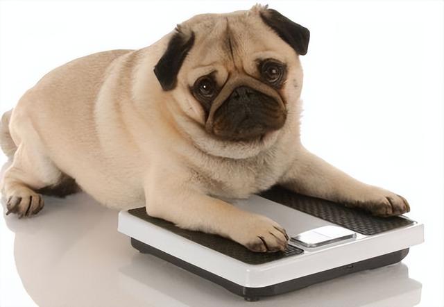 狗太瘦吃什么比较好增胖（狗胖疾病你不会还不知道吧）(3)