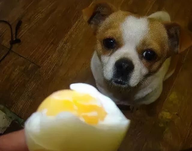 狗狗每天吃蛋黄有什么好处（狗狗吃鸡蛋有这些）(2)