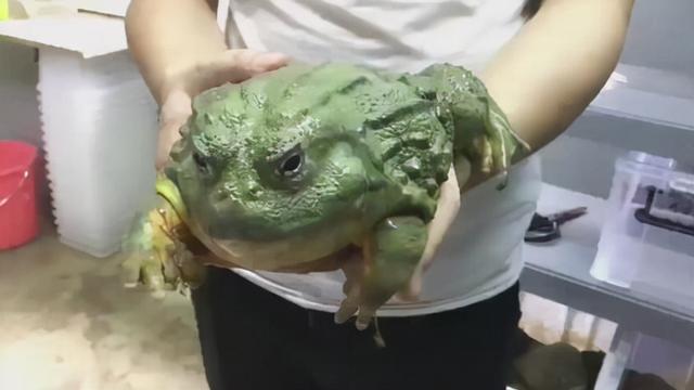 世界头号巨蛙（长达一米的巨型蛙）(10)