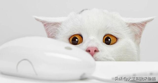 猫咪用膨润土好还是豆腐猫砂好（新手养猫之猫砂的选择）(2)