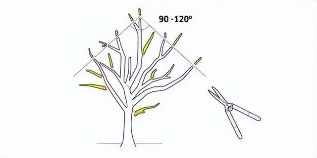 自然式园林树木如何修剪（夏季庭院树木修剪技巧全解）(11)