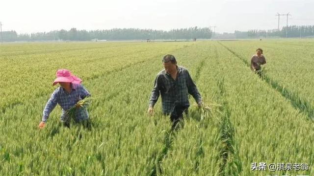 小麦叶面肥磷酸二氢钾有几样（小麦叶面肥使用磷酸二氢钾浓度越高越好）(4)