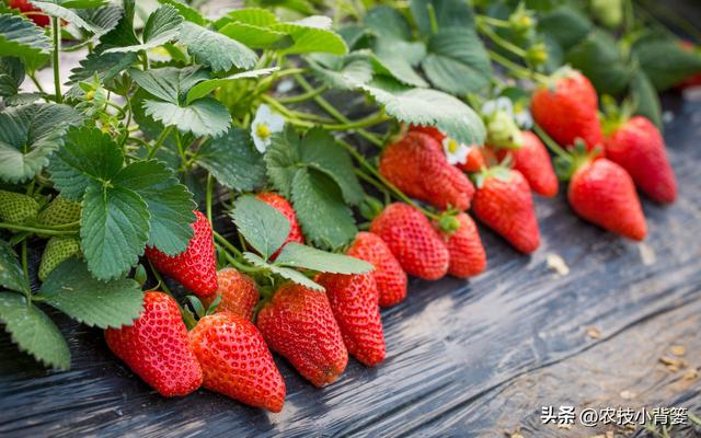 怎样让草莓花芽连续生长（草莓花芽分化有规律）(16)