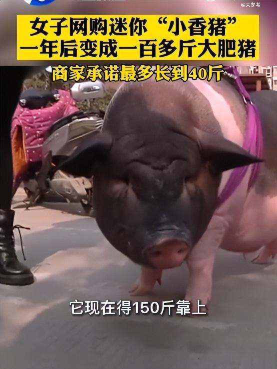 真的有长不大的宠物猪吗（辽宁一女士的宠物猪从3斤暴增到400斤）(9)